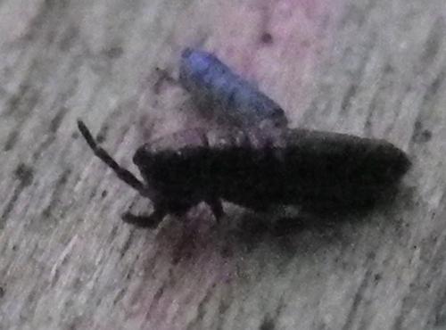 Réf. 270 394 : Lepidocyrtus paradoxus